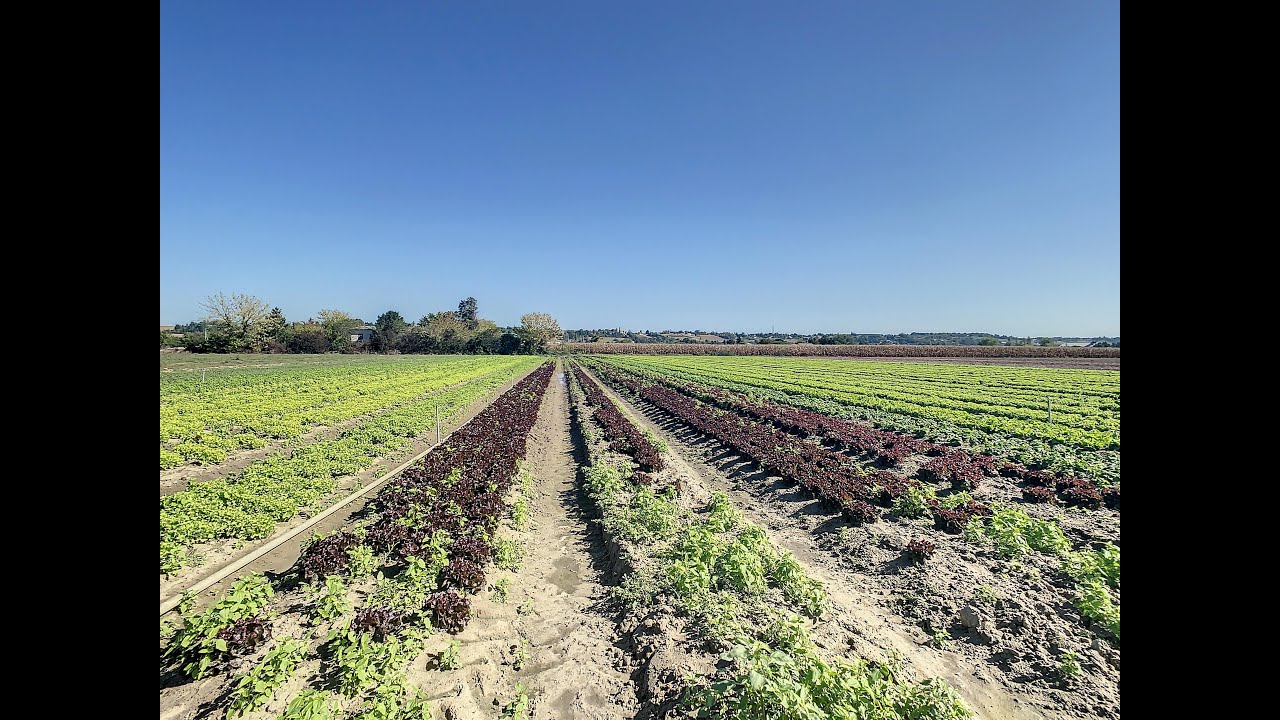 LOT-ET-GARONNE : Exploitation maraîchère de 15ha irrigués