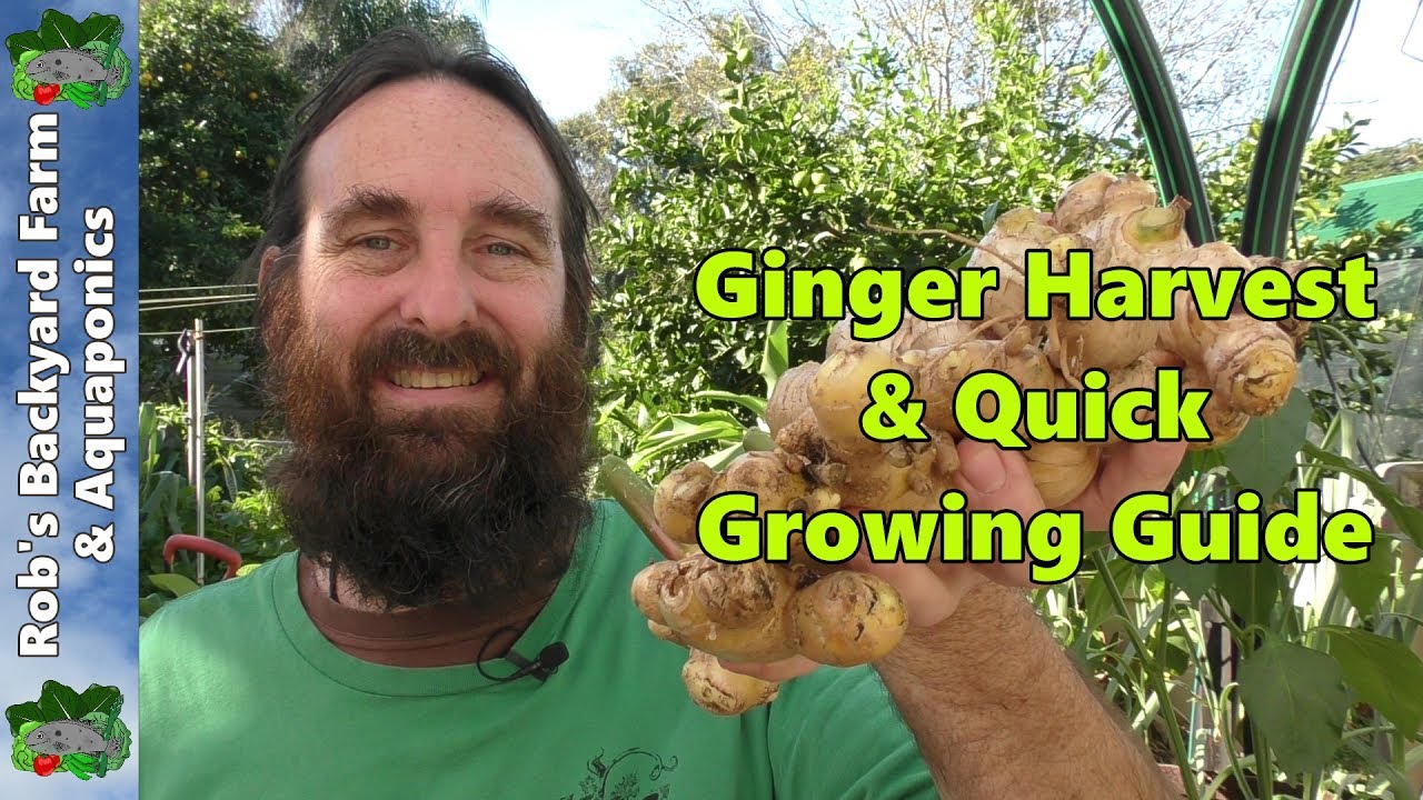 Ginger Harvest & Quick Ginger Growing Guide