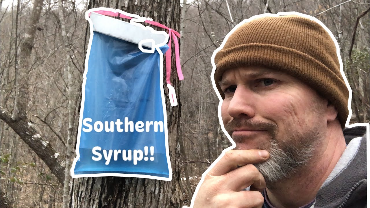 Can you make MAPLE SYRUP in the SOUTH????