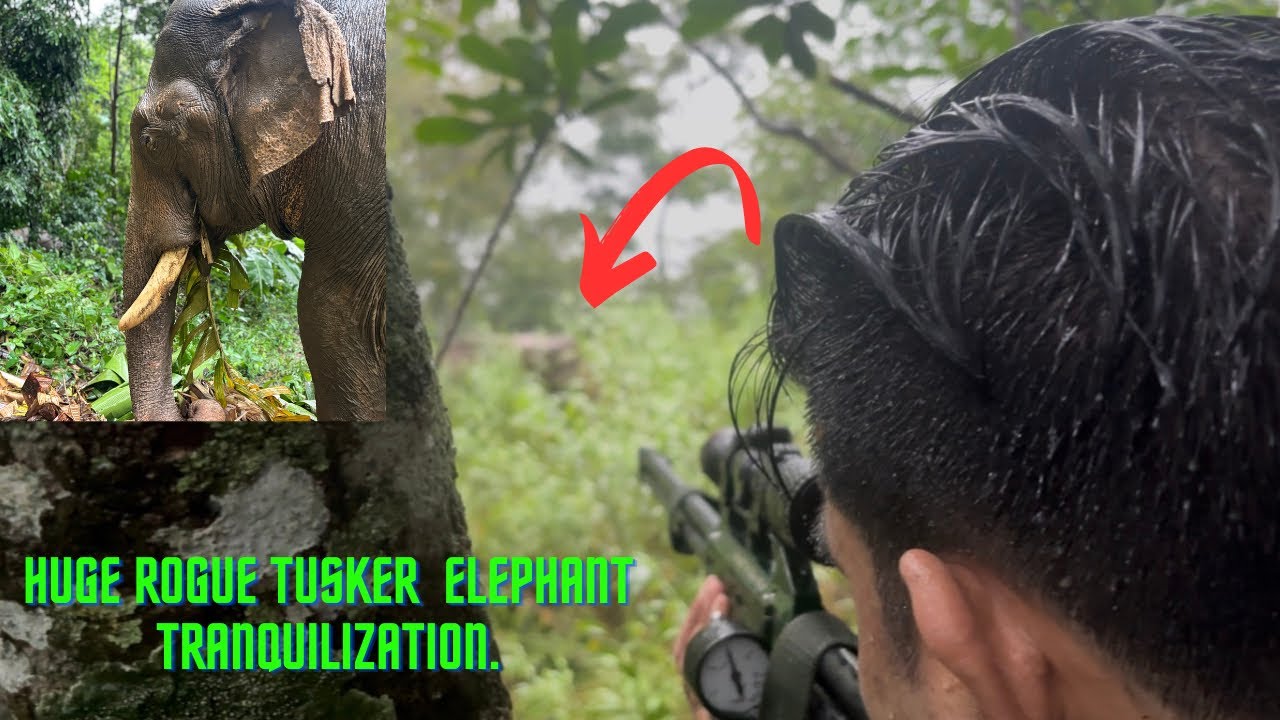 Huge Rogue Tusker Elephant Tranquilization | Offroad | Public Safety | Viphoma | Kohima District ||
