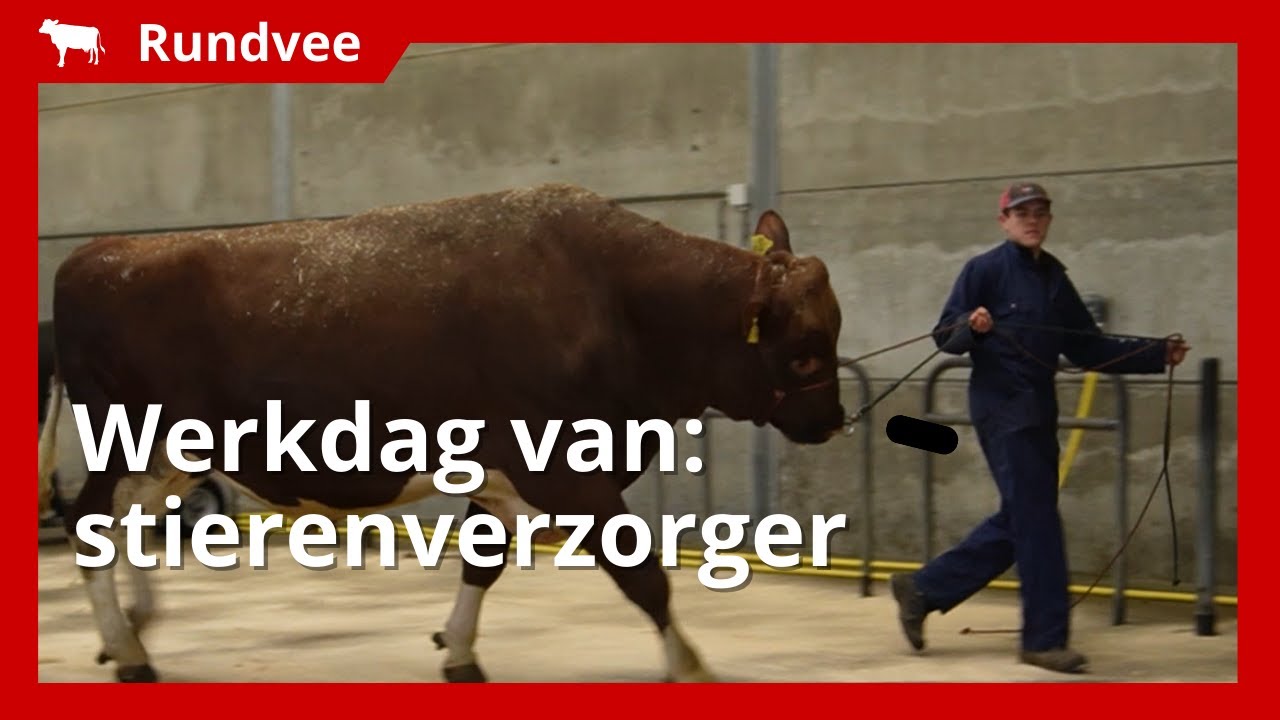 Een dag uit het leven van een stierenverzorger