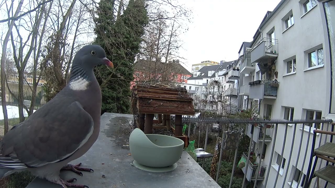 Kohlmeisen und eine Taube Teil 2