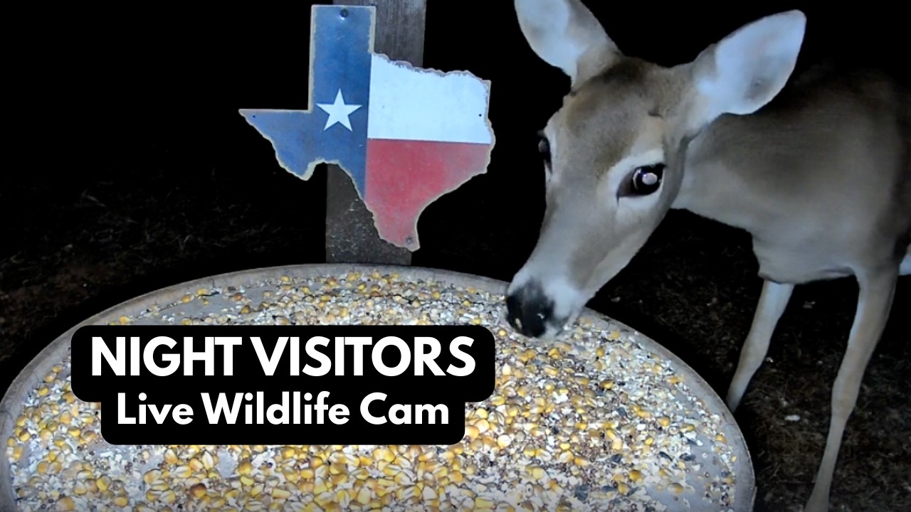 East Texas Night Wildlife Cam 🌙 Deer, Raccoons & Backyard Visitors | Mar 3
