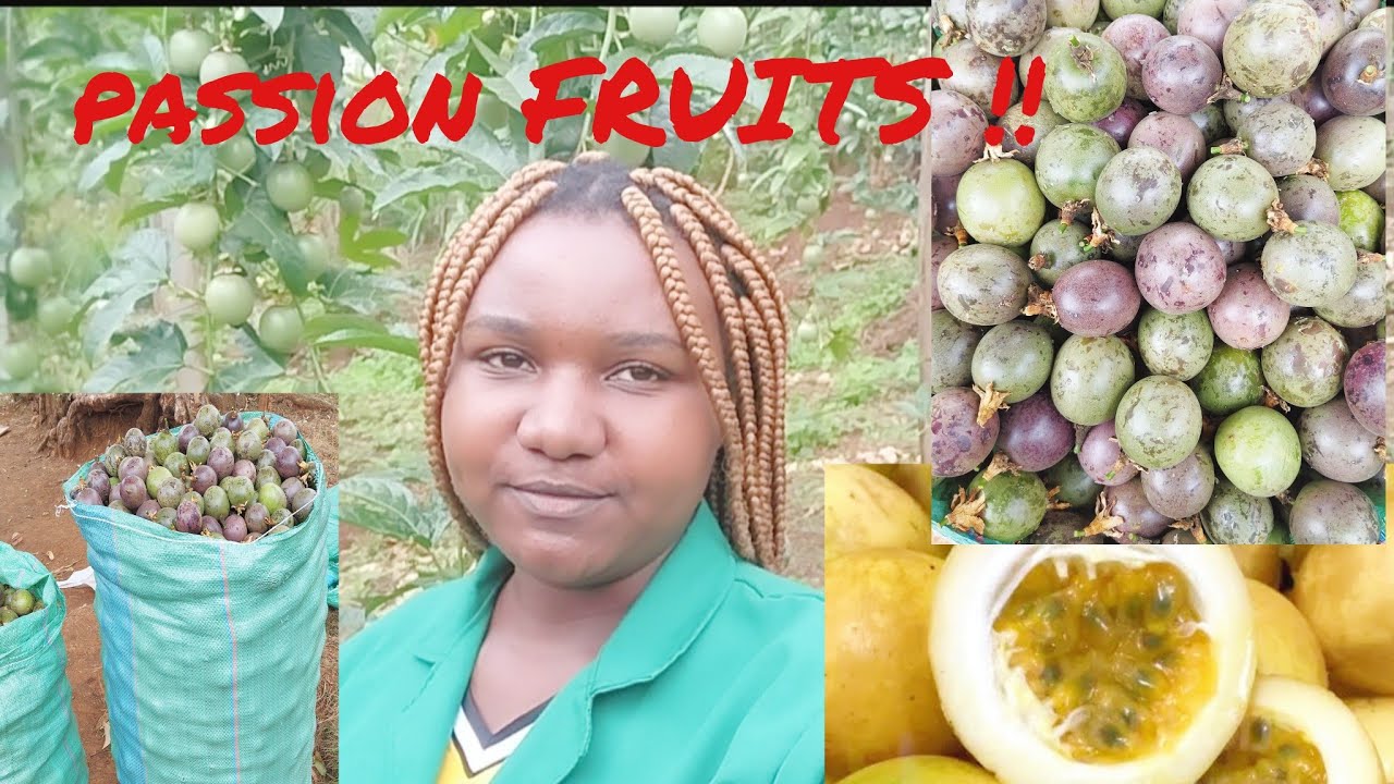 Hidden  Facts you didn't know about passion fruit farming//part 2