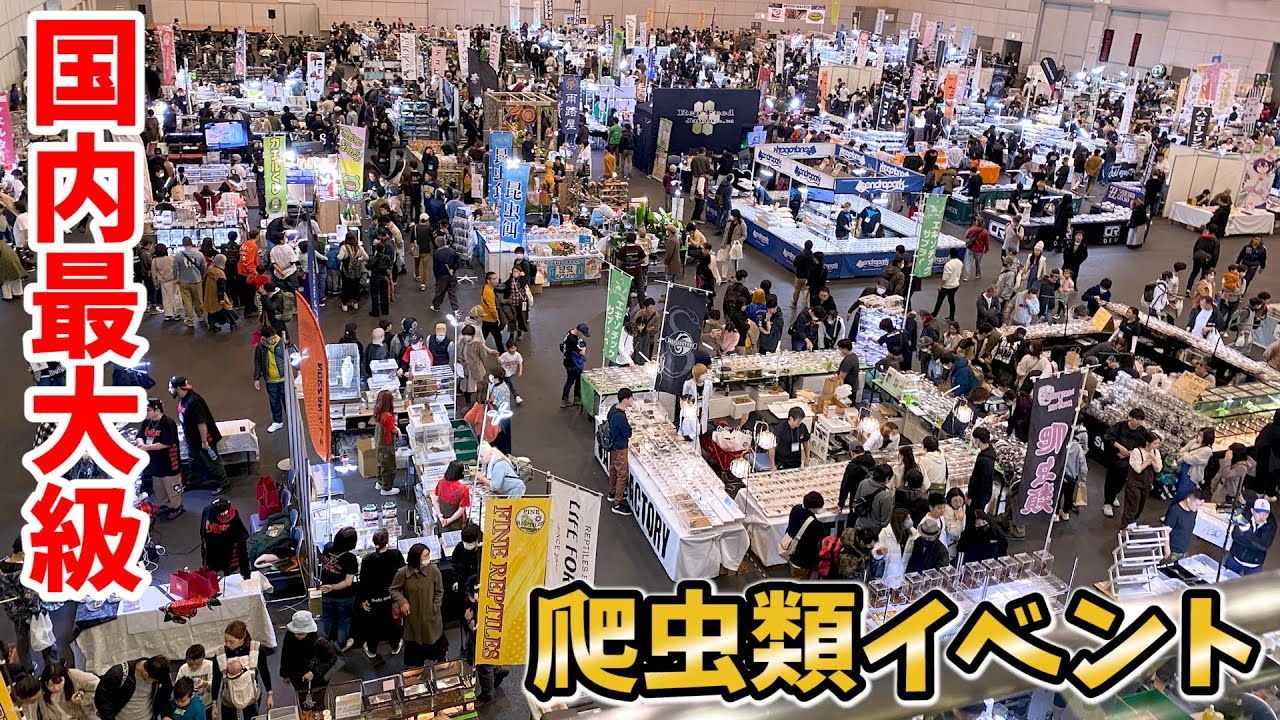 ジャパンレプタイルズショーで沢山の爬虫類を撮影して...あの生体をお迎え！！！【JRS冬レプ】
