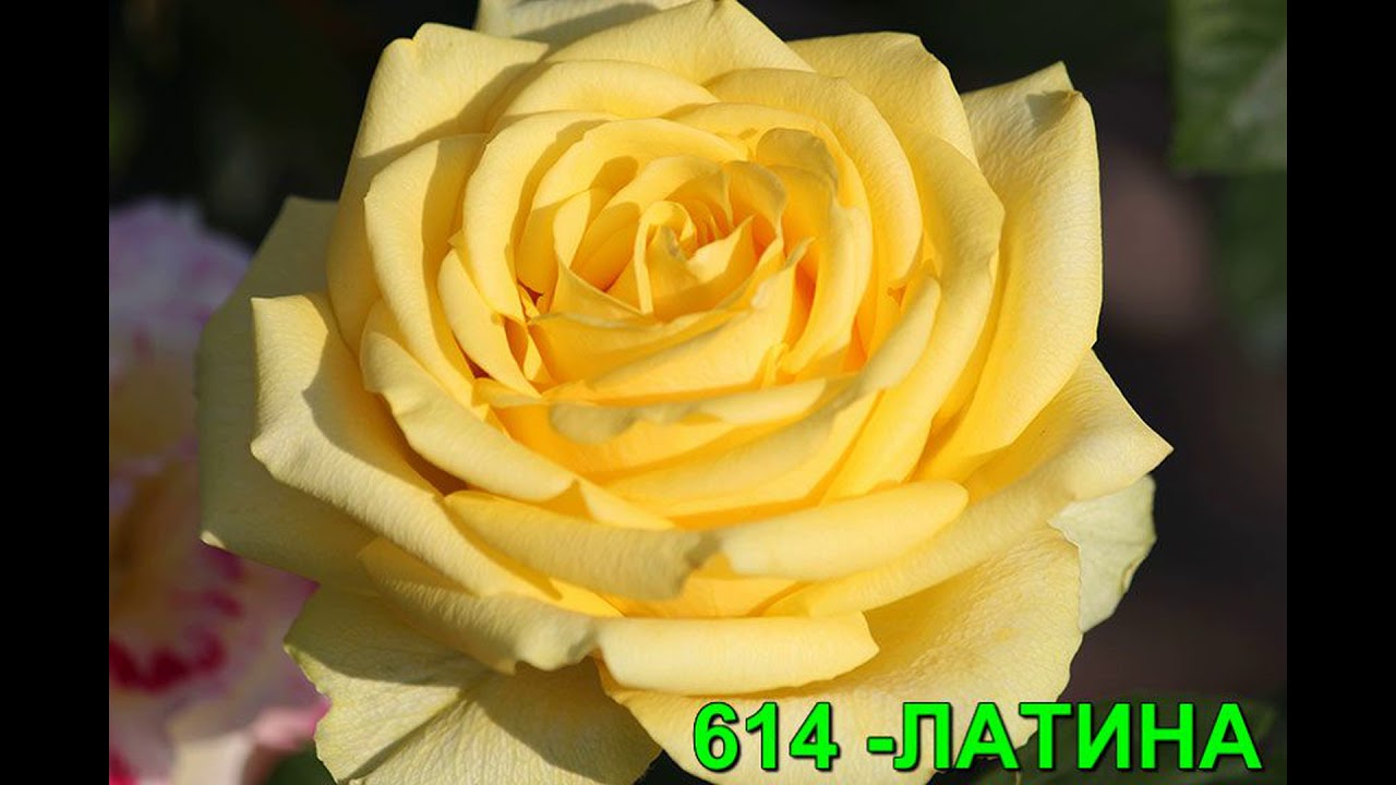 Чайно-гибридные розы. РОЗЫ ОТ ТАТЬЯНЫ.