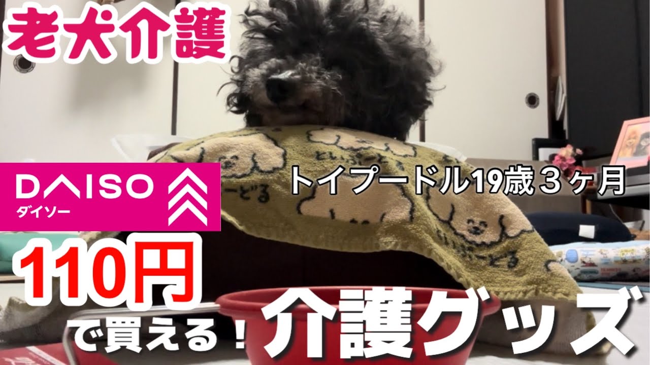 第283話【DAISO シニア犬】老犬のお食事介護に便利！DAISOで買える介護用品2選！／老犬介護#シニア犬