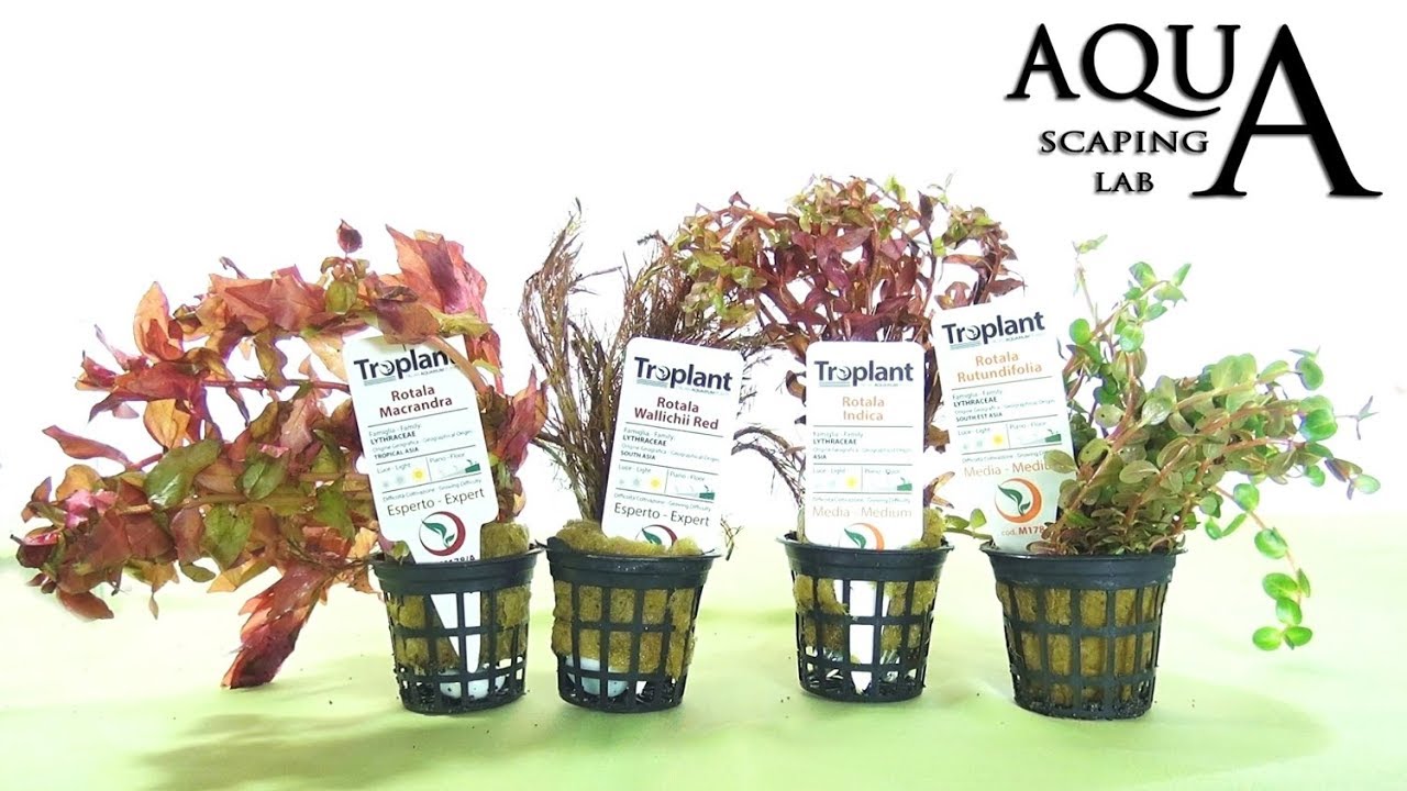 Aquascaping Lab - ROTALA Aquatic Plant technical description and management (all varieties)