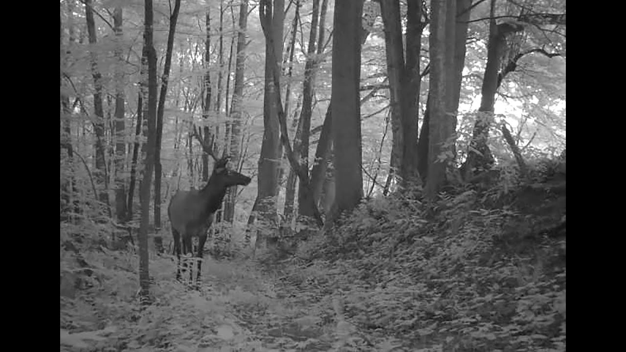 Virtual Lunch & Learn: Elk Habitat Management with NCWRC Wildlife Biologist Justin McVey