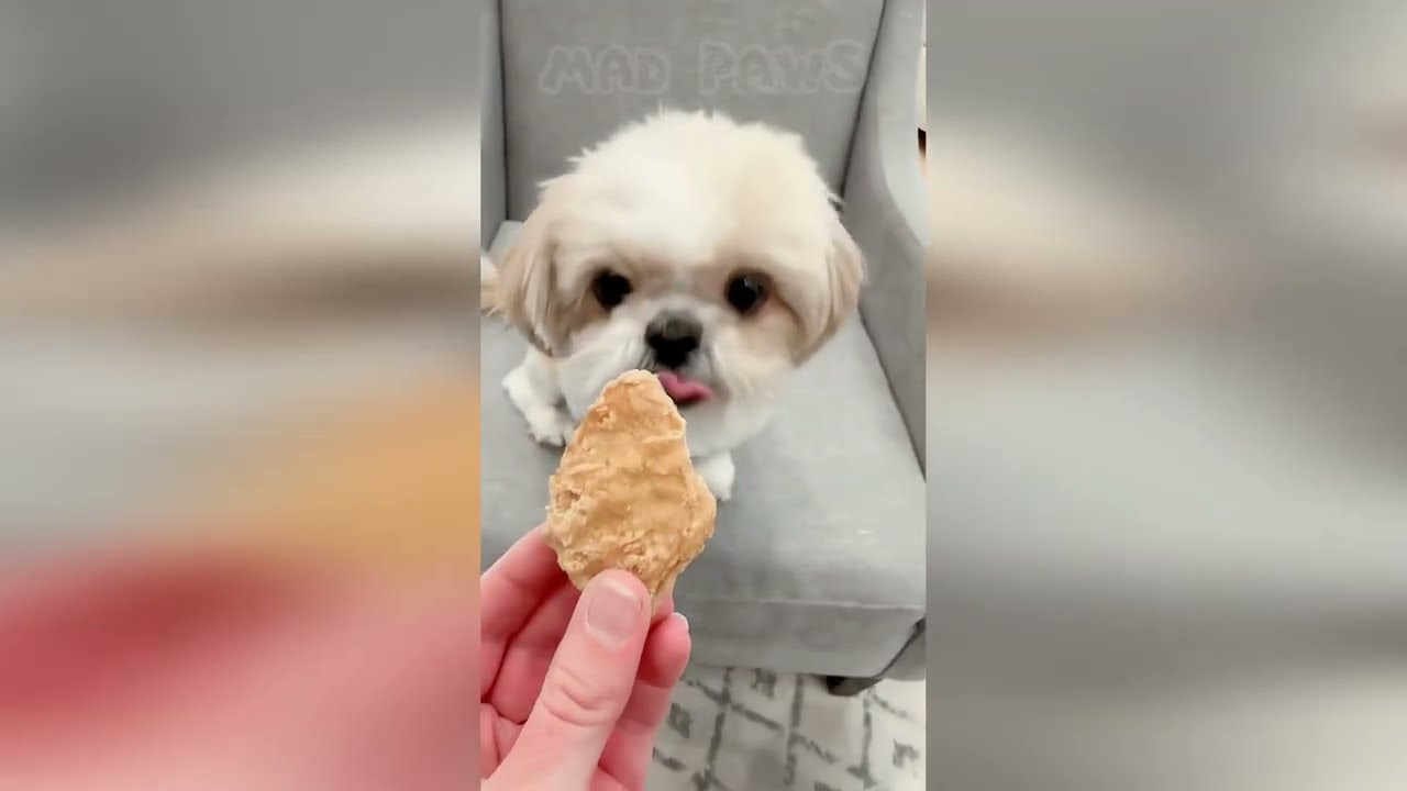 🐕 DOGS ON THE LOOSE: The 2026 Ghetto Heist Files! 🐾🚨 Try Not To Laugh