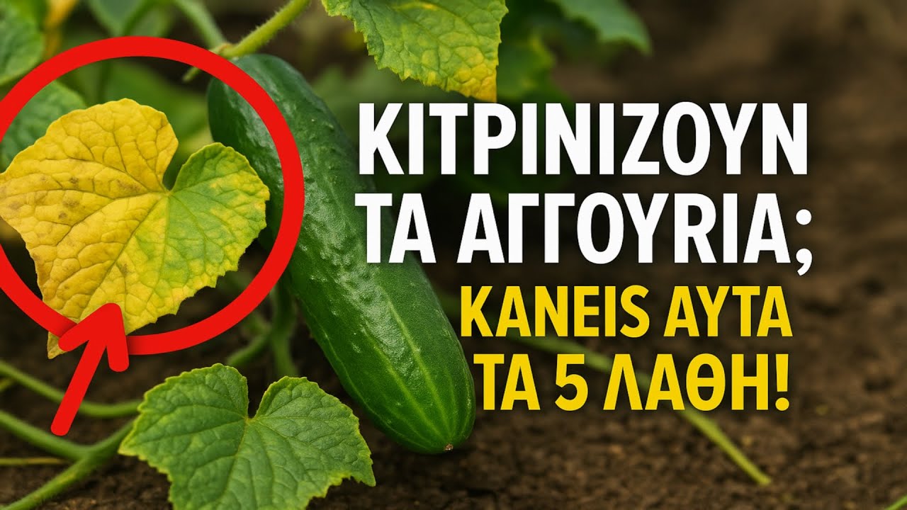 Κιτρινίζουν τα αγγούρια; 🥒 Κάνεις αυτά τα 5 ΛΑΘΗ! Μάθε πώς να σώσεις τη σοδειά σου για πάντα.