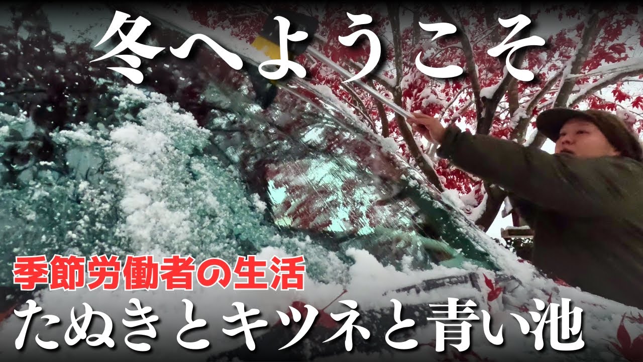 季節労働者とキタキツネの狩り【北海道】