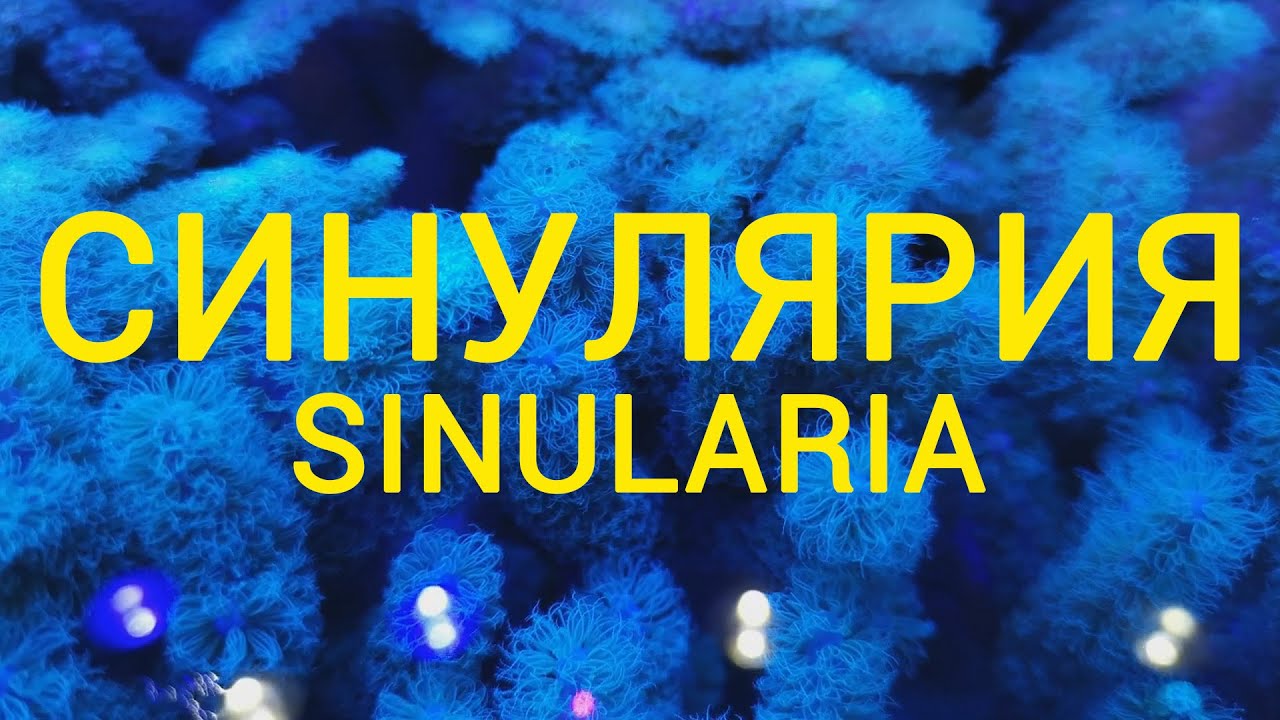 Синулярия. Sinularia.