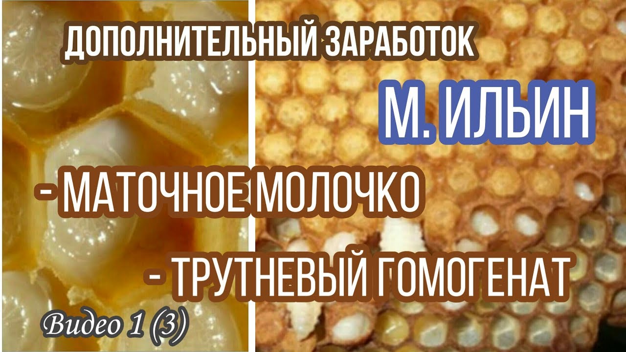 Маточное и трутневое молочко. Получение, хранение, переработка, применение. Максим Ильин, пчеловод