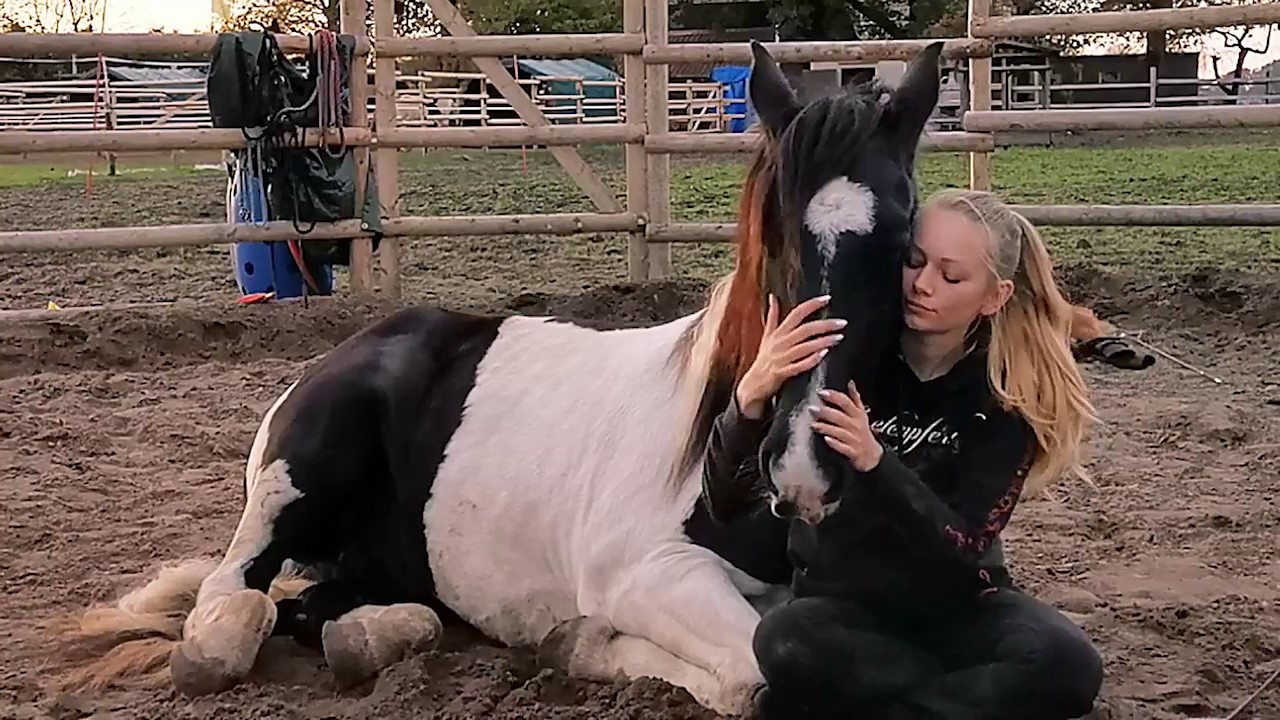 Somnia Equi // Sam // Seine Kunststücke Tricks Zirzensik 2019