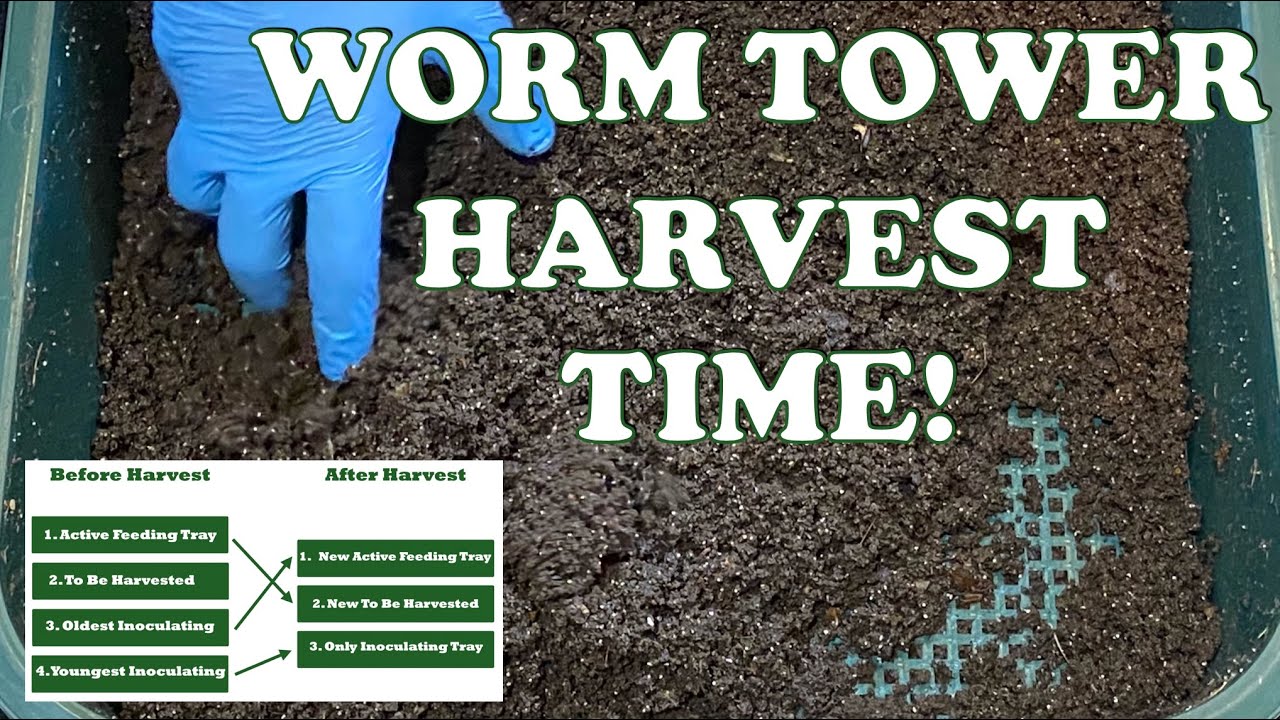 Worm Castings Harvest Day in My Vermihut Worm Tower + Worm Time Lapse | Vermicompost Worm Farm