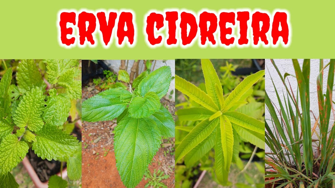 DICAS DE CULTIVO PARA OS 04 TIPOS DE ERVA CIDREIRA!!