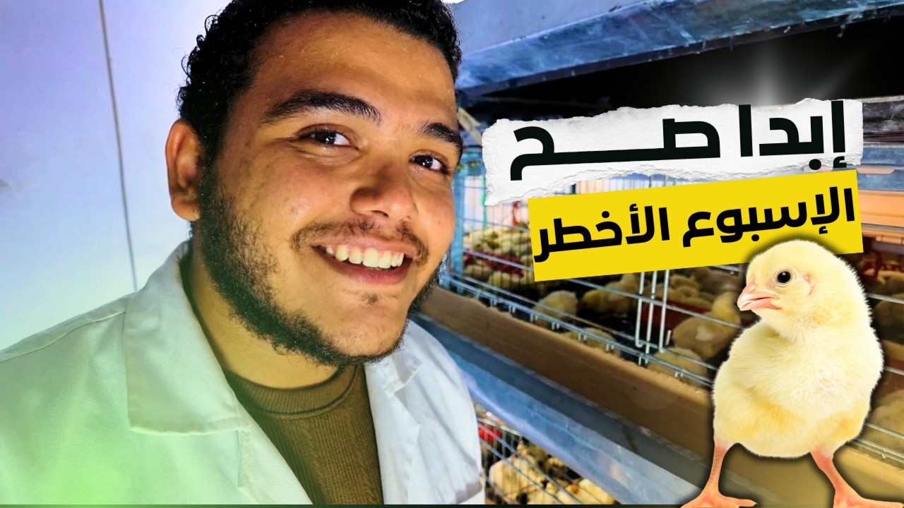 6 نصايح ذهبية لنجاح أسبوع التحضين | لو الأسبوع ده ظبط… الدورة تنجح