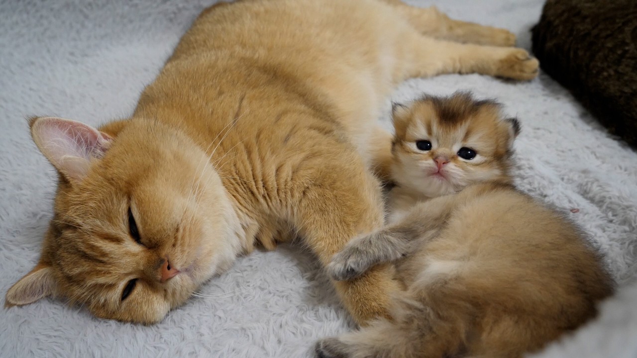 Kitten Latte took refuge with grandmother cat because the mother cat is too restrictive.