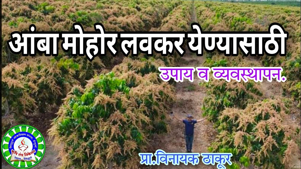 आंबा मोहोर लवकर येण्यासाठी उपाय./Mango unflowering,due to  unseasonal rain; management & solutions.