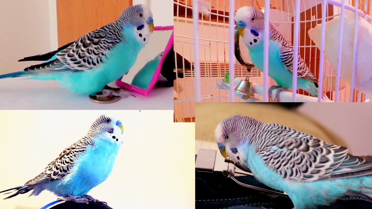 Budgie Sounds | Raw Footage | chirping, singing, talking to mirror