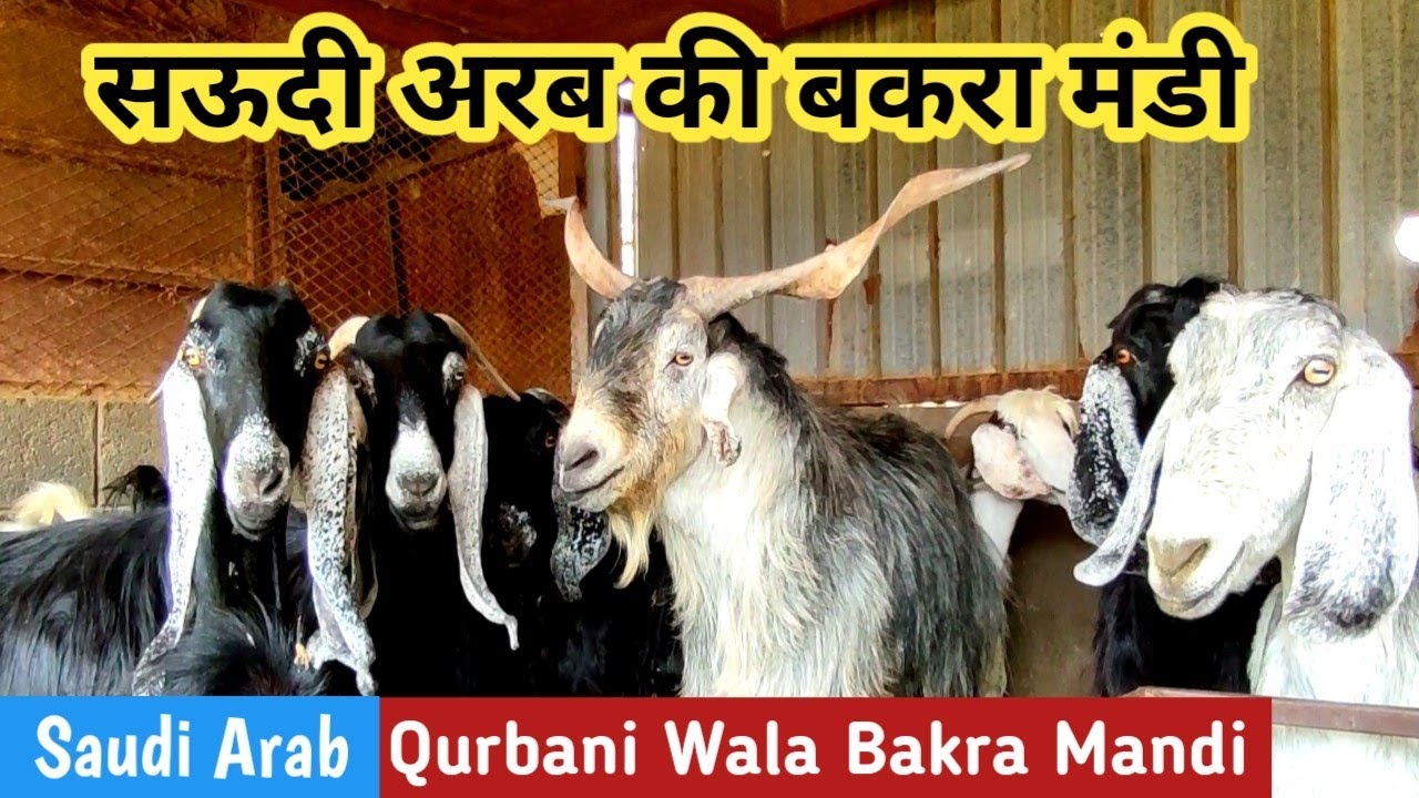 Bakra Mandi 2022 | Saudi Arab ki Bakra Mandi_ Saudi Biggest Bakra Mandi |