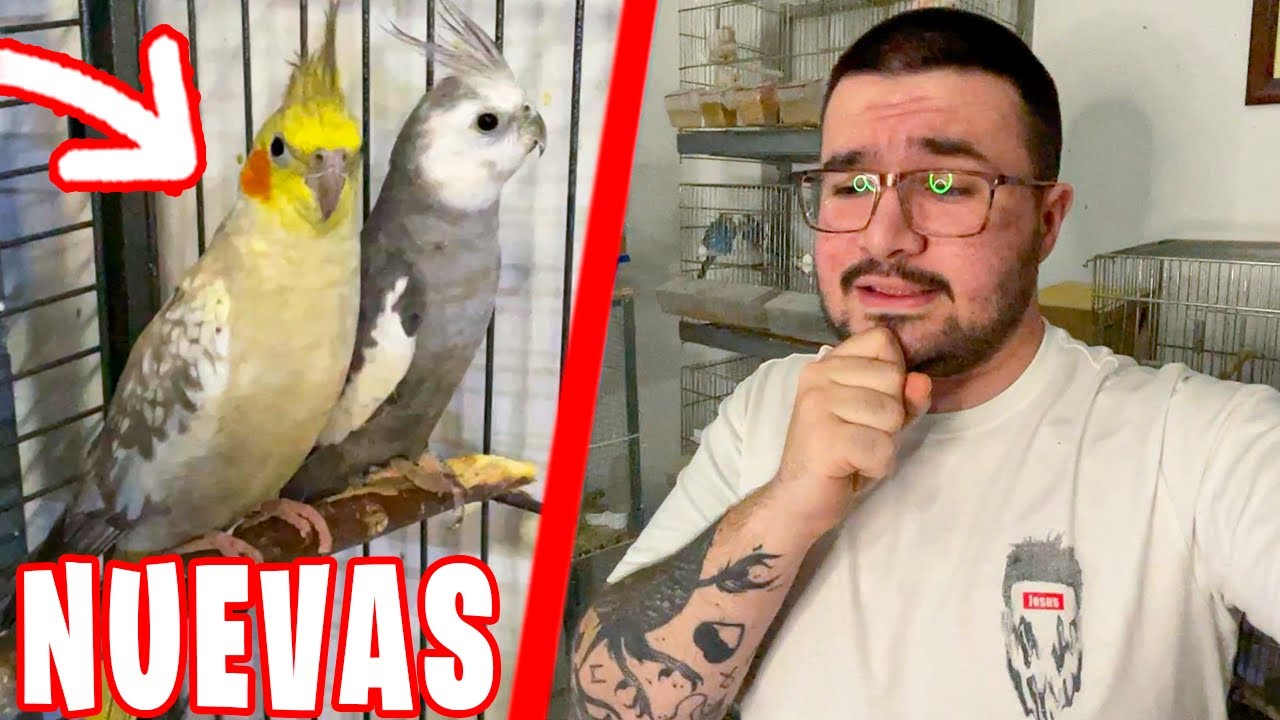 MIS NUEVAS NINFAS