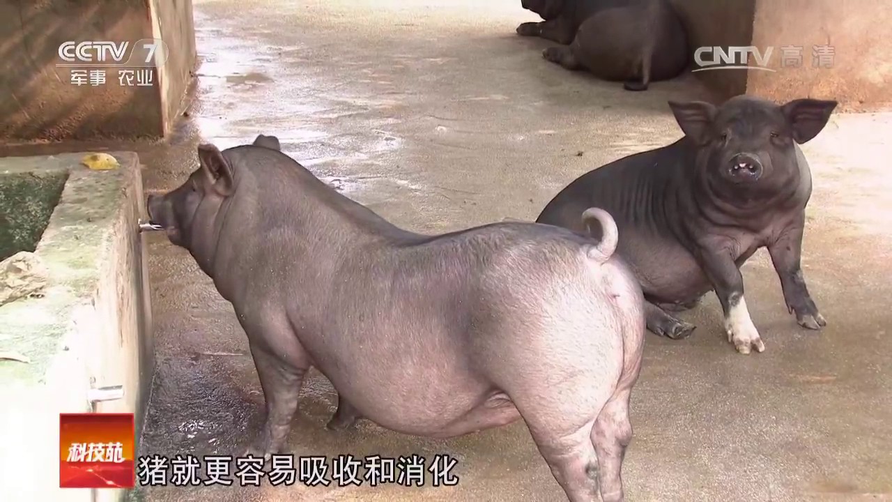 20170508 科技苑  吃稀饭住别墅的猪