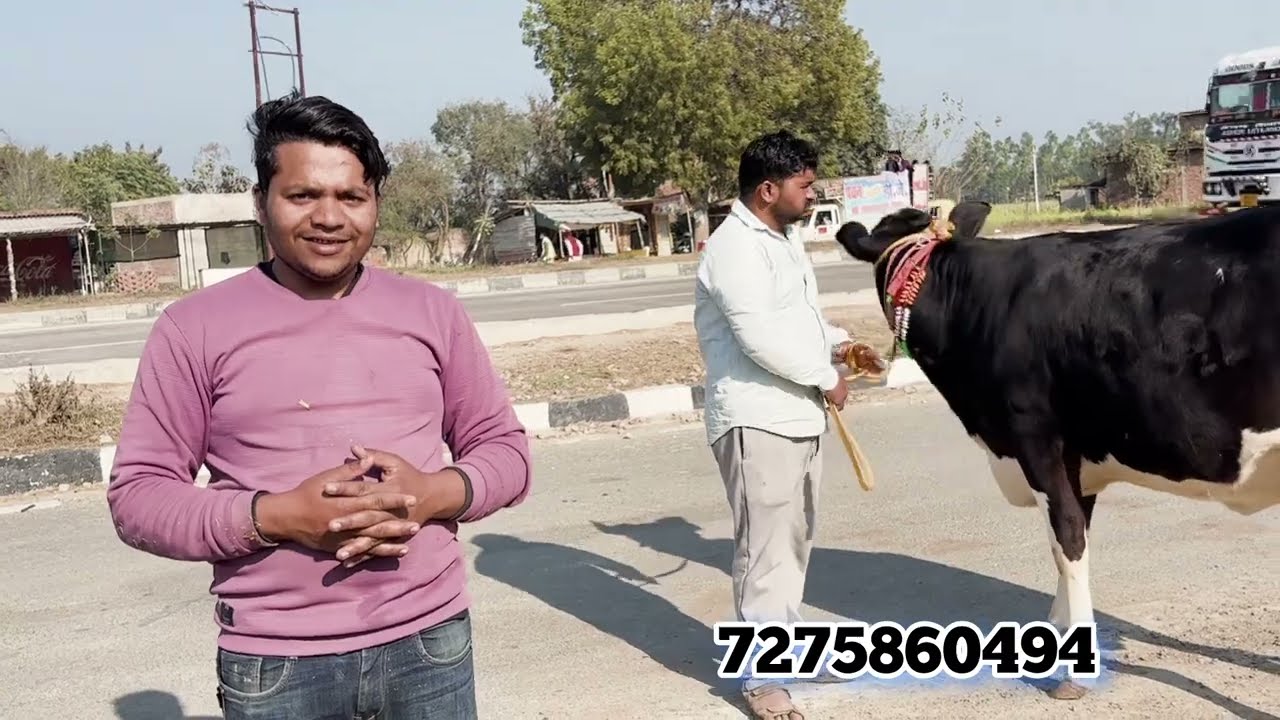 Gullu Dairy form Jaunpur UP cow for sale in India 
