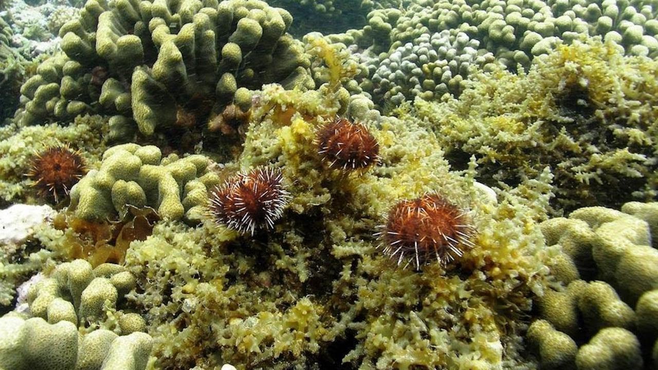 Sea Urchin Hatchery - VOS 8-3
