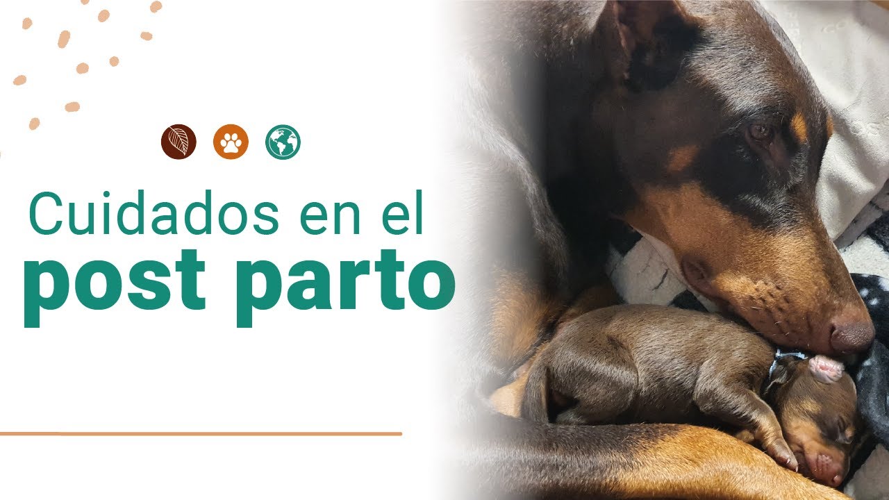 Cuidados de una perrita después del parto