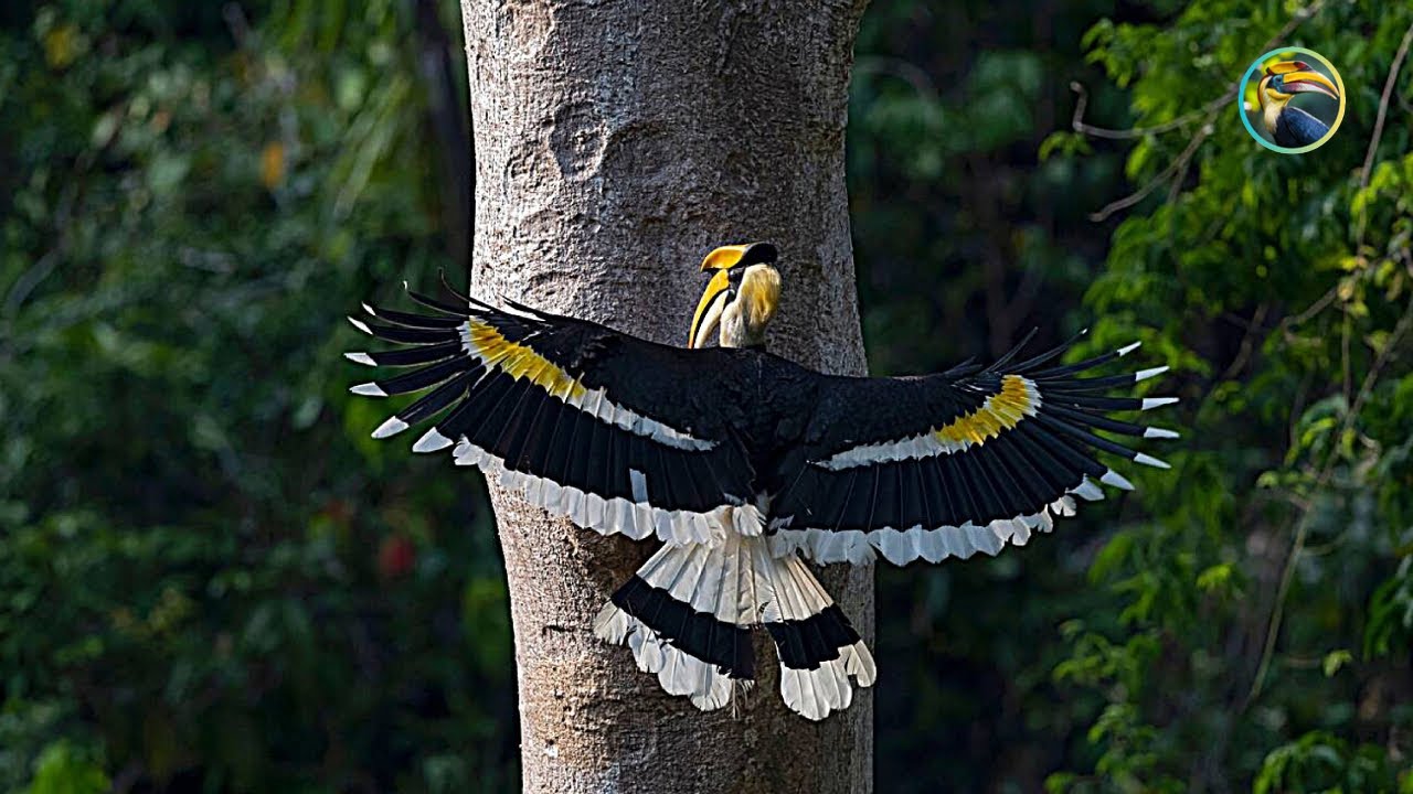 LAOS Holds SECRET Wildlife Wonders You Won't Believe?