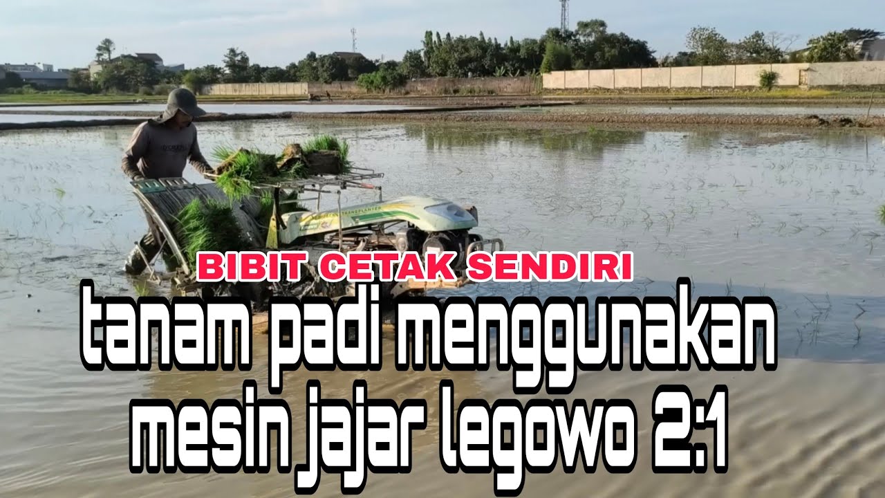 tanam padi menggunakan mesin transplanter ||  pembibitan di cetak