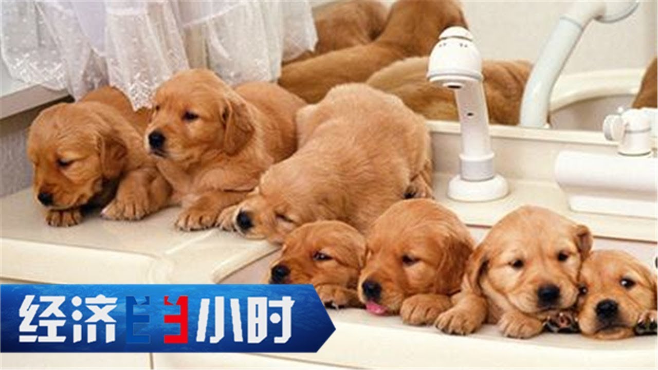 《经济半小时》 宠物寄养有新招 中国宠物行业成就无限商机 20190228 | CCTV财经