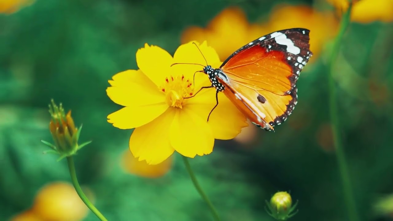 5 minutes non stop videos #butterfly #butterflies #butterflylove #butterflyvideo#butterflyshort