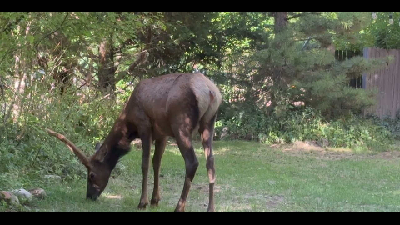 Christopher Creek and the elk