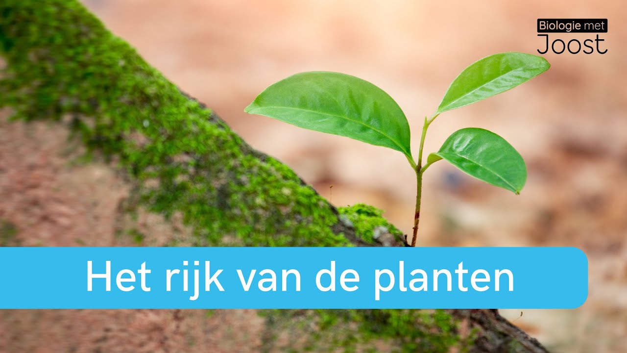 Ordening | Het rijk van de planten | Samenvatting