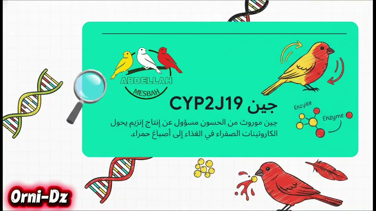 الكناري الأحمر تاريخ و وراثة ولون جديد في عالم الكناري 