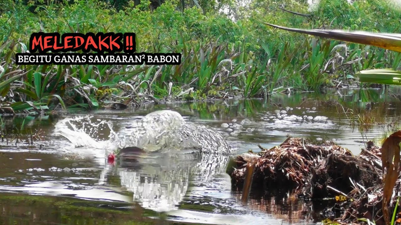 MELEDAKK !! CASTING IKAN GABUS BEGITU GANAS SAMBARAN IKAN BABON MELAHAP UMPAN KAYU KU #AS-157