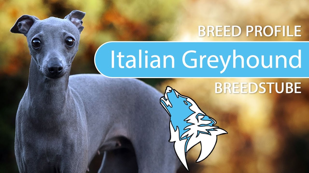 ► Italian Greyhound Breed [2020] Temperament & Training