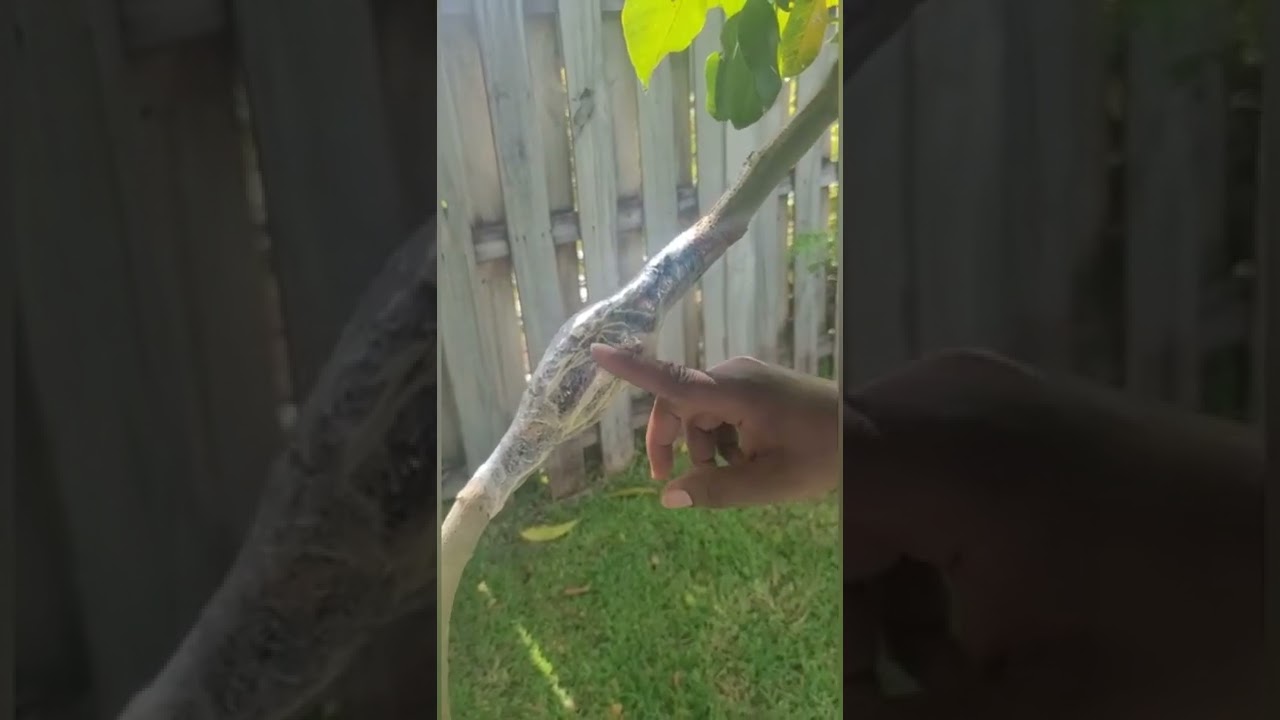 Air layering Ackee tree.