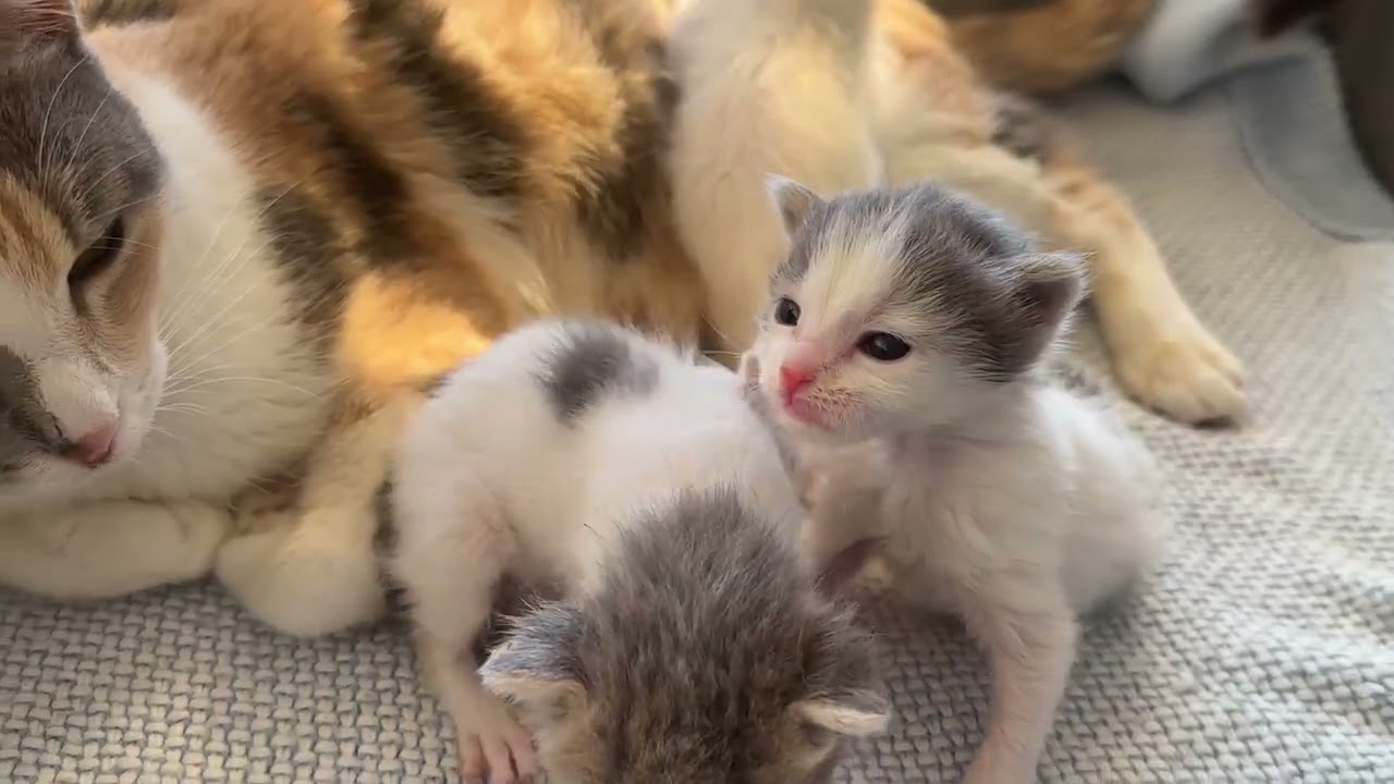 Morning with this cute family❤️#animallovers #animallife #cat #kitten #catlovers #explore #viral #fy