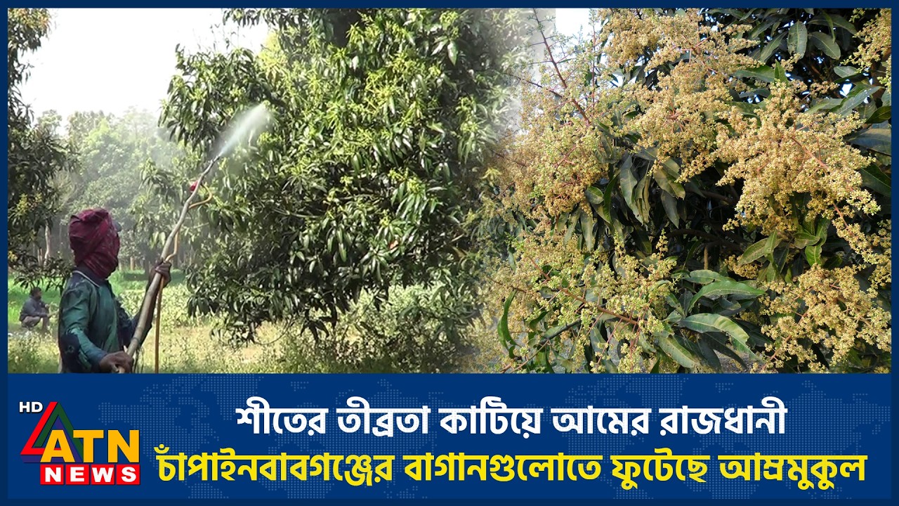 শীতের তীব্রতা কাটিয়ে আমের রাজধানী চাঁপাইনবাবগঞ্জের বাগানগুলোতে ফুটেছে আম্রমুকুল | ATN News