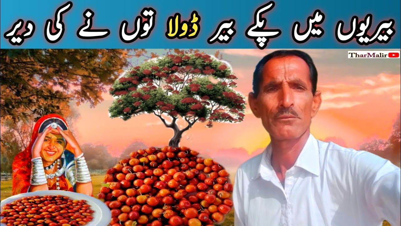 Tastes Of Tharparkar 🍏| Pakistani Village Street Food |Methi, Mewat Ber - Nature's Desert |TharMalir