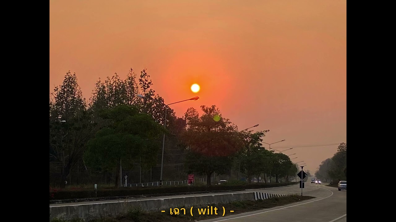 เฉา ( wilt ) | แจ่มจันทร์🌻🌕