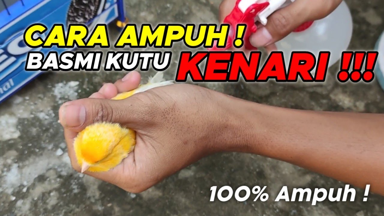 Cara Membasmi Kutu pada Kenari di jamin ampuh !!