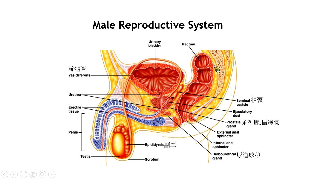 Reproduction