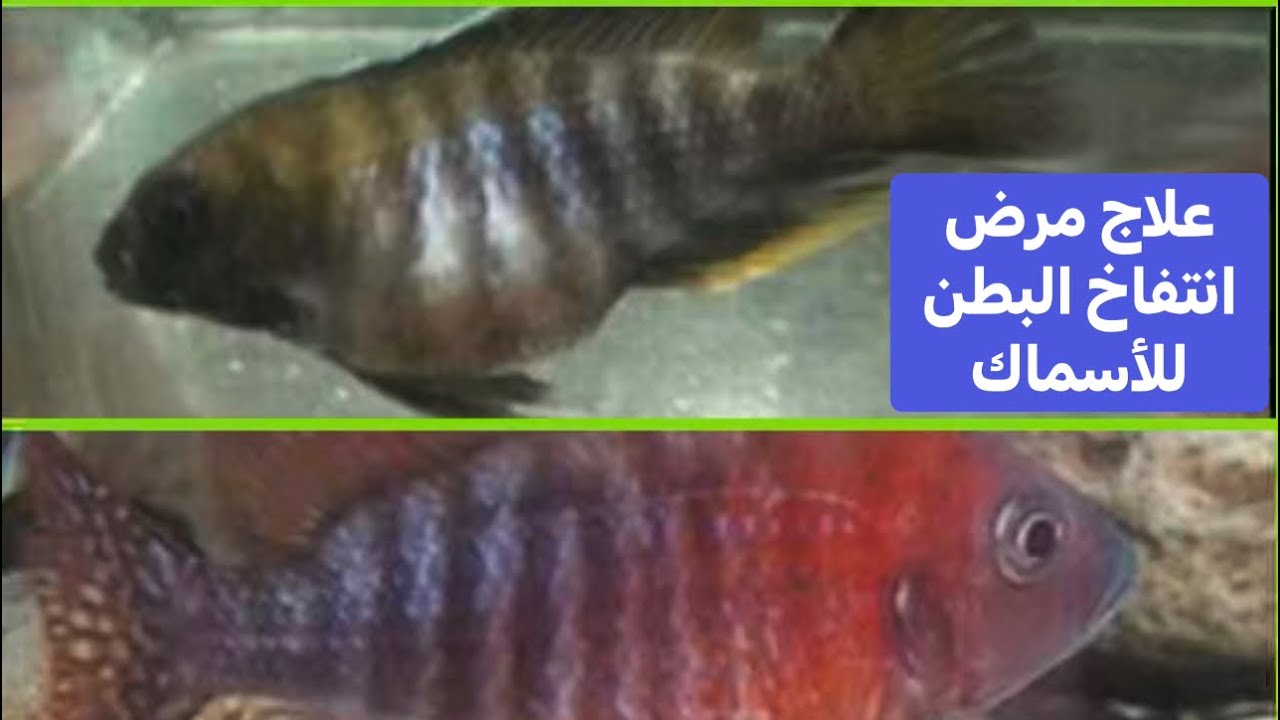 علاج مرض أنتفاخ البطن عند الأسماك