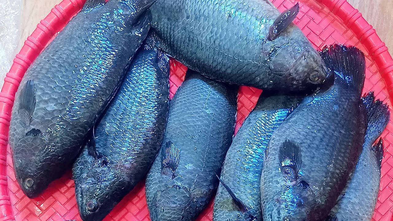 ,আজকের রান্নামজার শাহী কই মাছ😋😍#cookingchannel #viralreels #food #recipe #homecuisine #fish #bengali