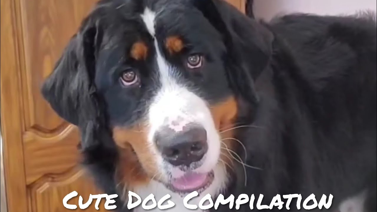 Compilation of cute dogs at the groomer